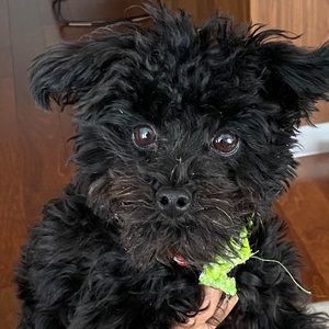 Meet your Posher, Mario